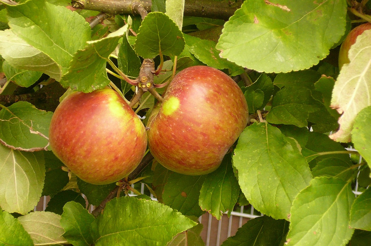 elstar apple fruit vitamins free photo