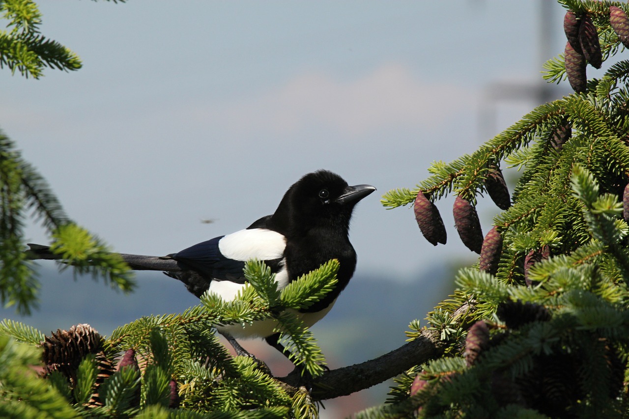 elster bird birds free photo