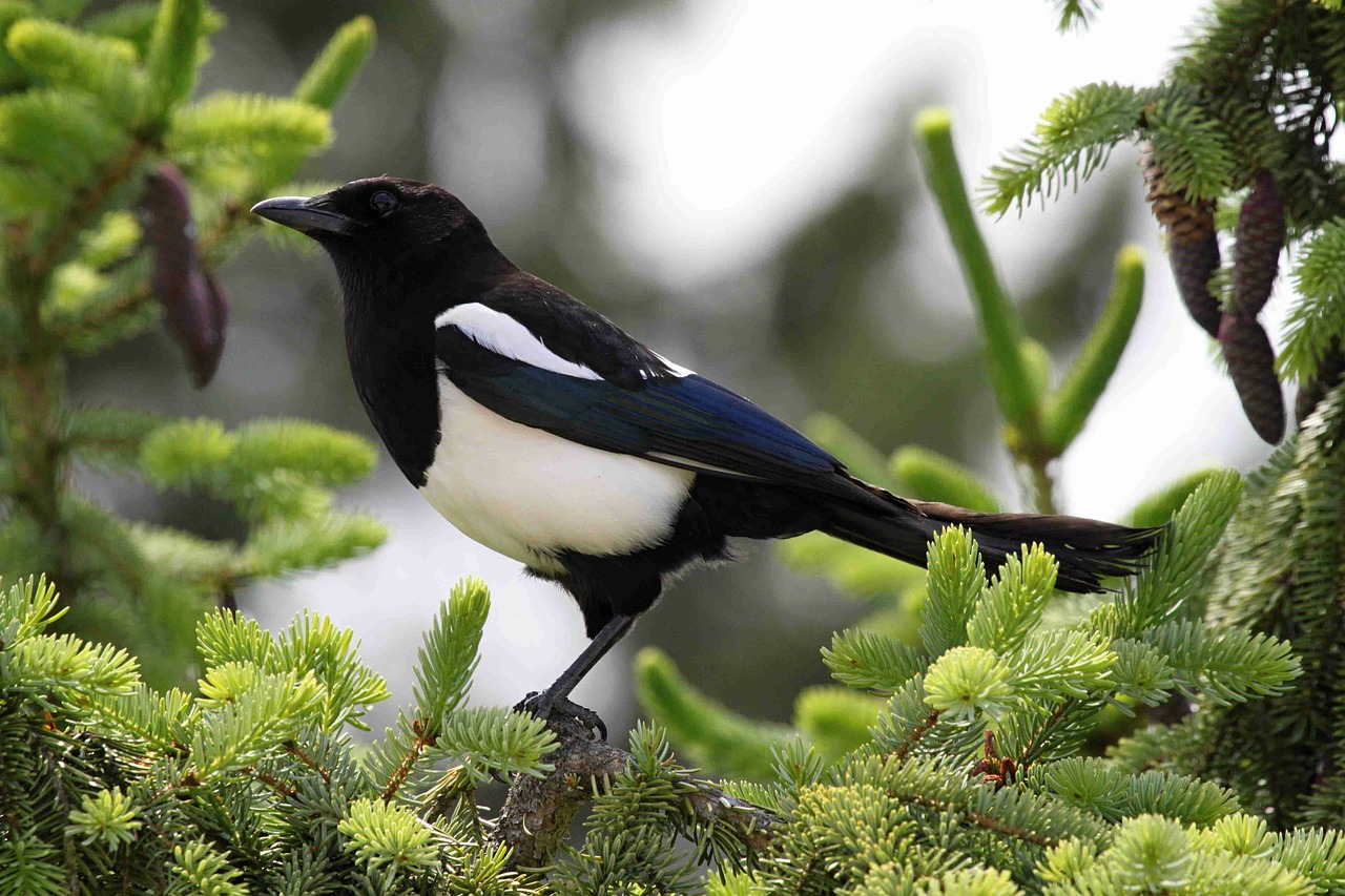 elster magpies birds free photo