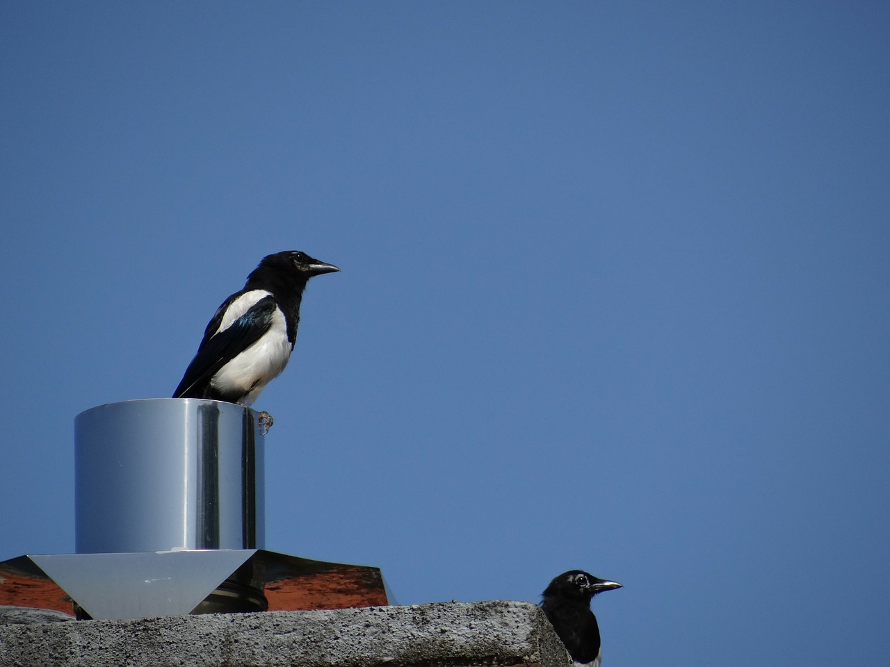 elster magpies birds free photo