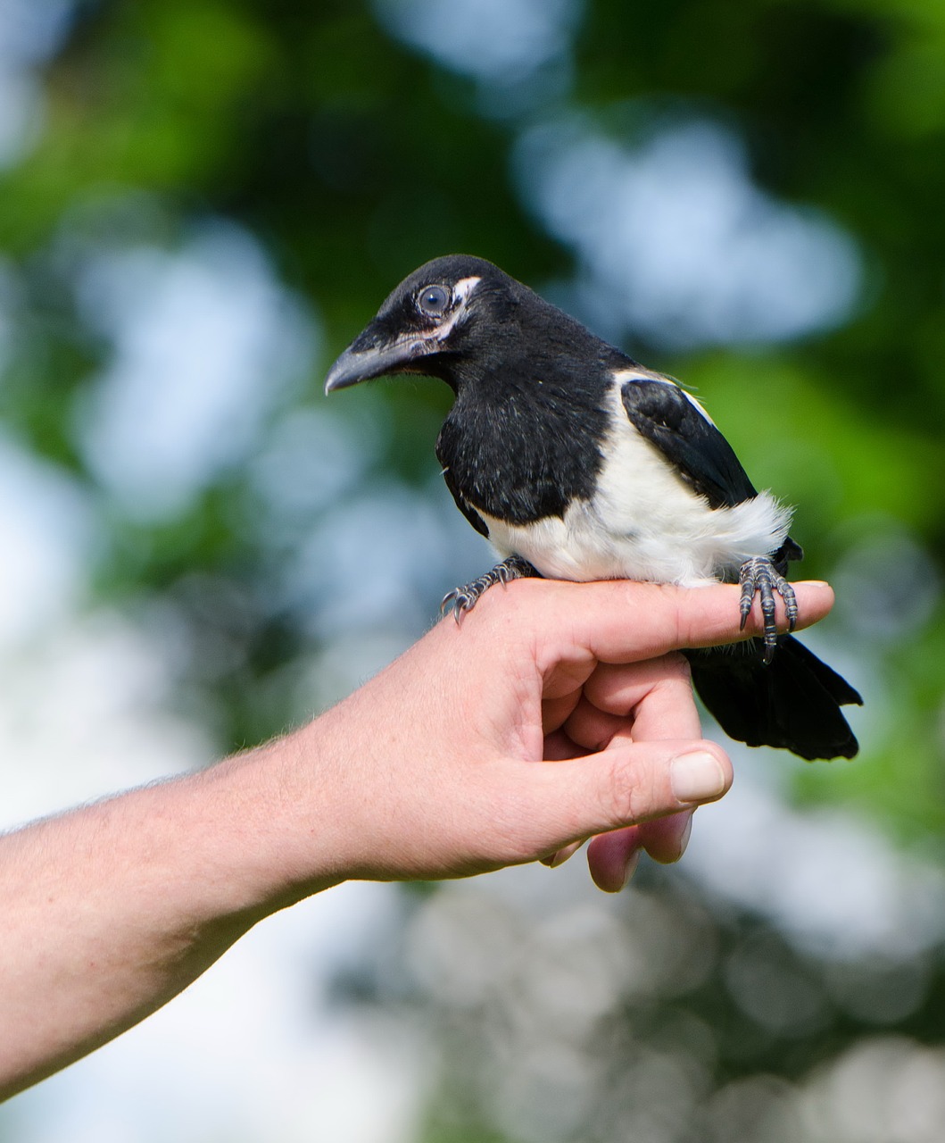 elster small magpie young bird free photo