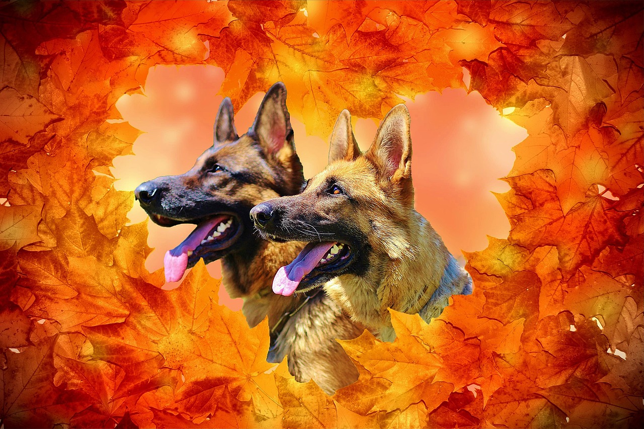german shepherd dogs autumn free photo