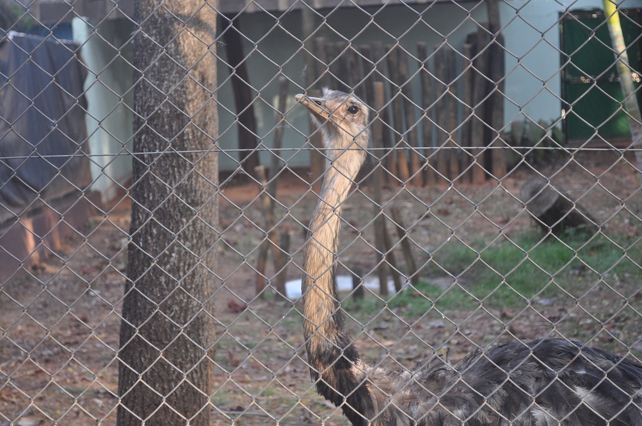 ema  bird in the park  the bird behind bars free photo