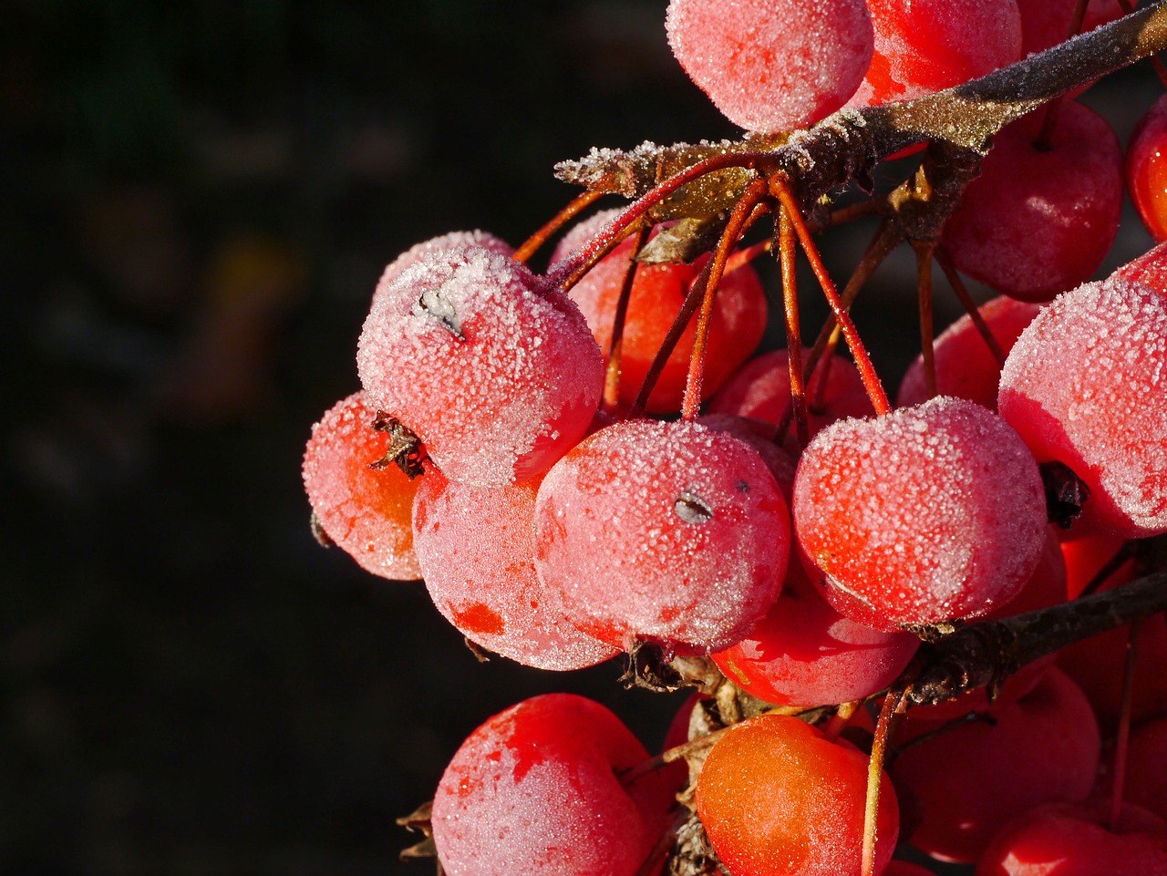 embellishment frost morning free photo