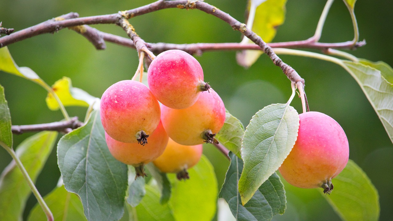 embellishment  autumn  apple free photo