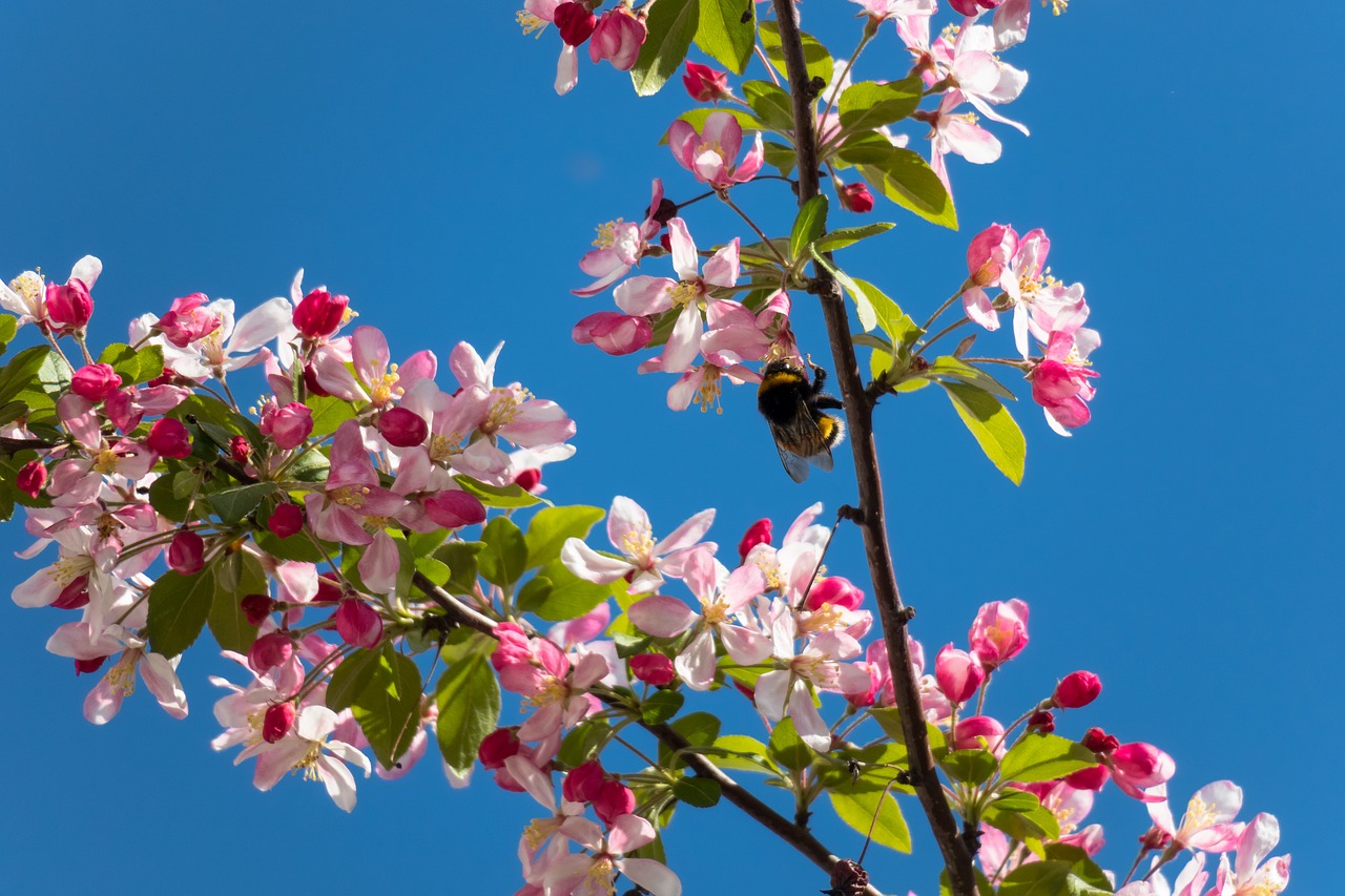 embellishment  blossom  bloom free photo