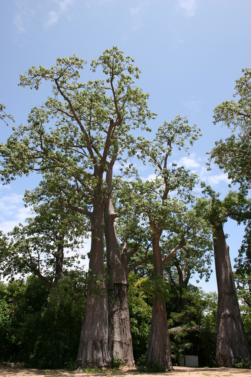 embondeiro malawi tree free photo