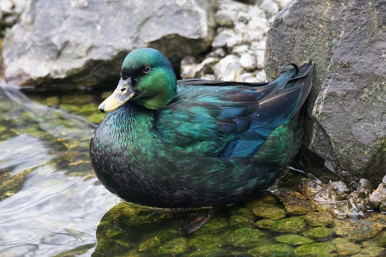 emerald duck duck male free photo