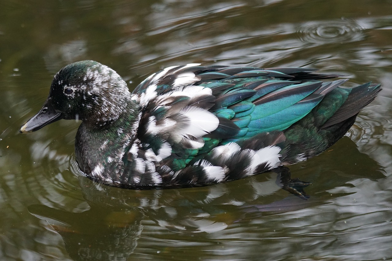 emerald duck duck female free photo