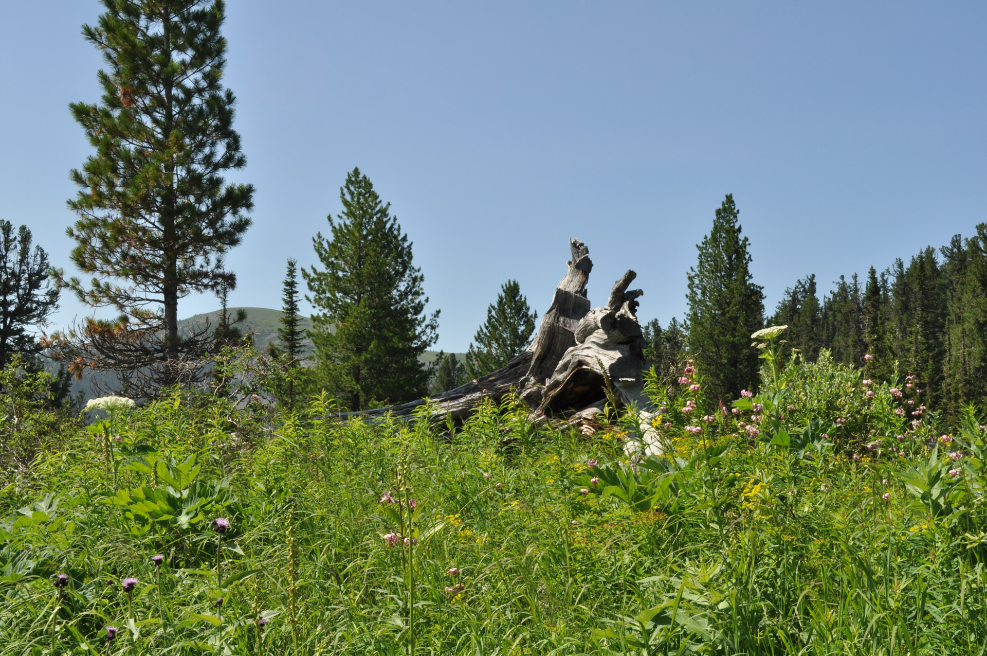 landscape grass trees free photo