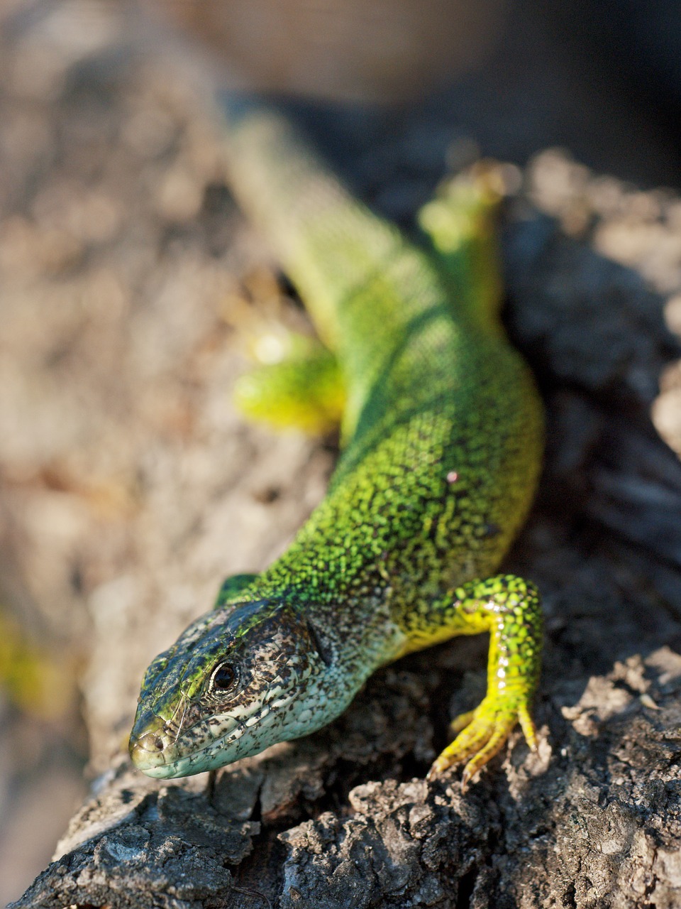 emerald lizard reptile lacerta viridis free photo