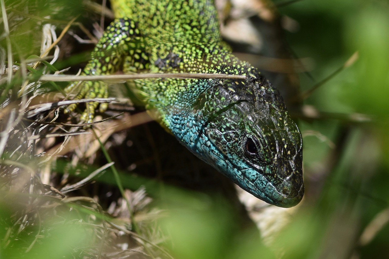 emerald lizard  lacerta bilineata  lizard free photo