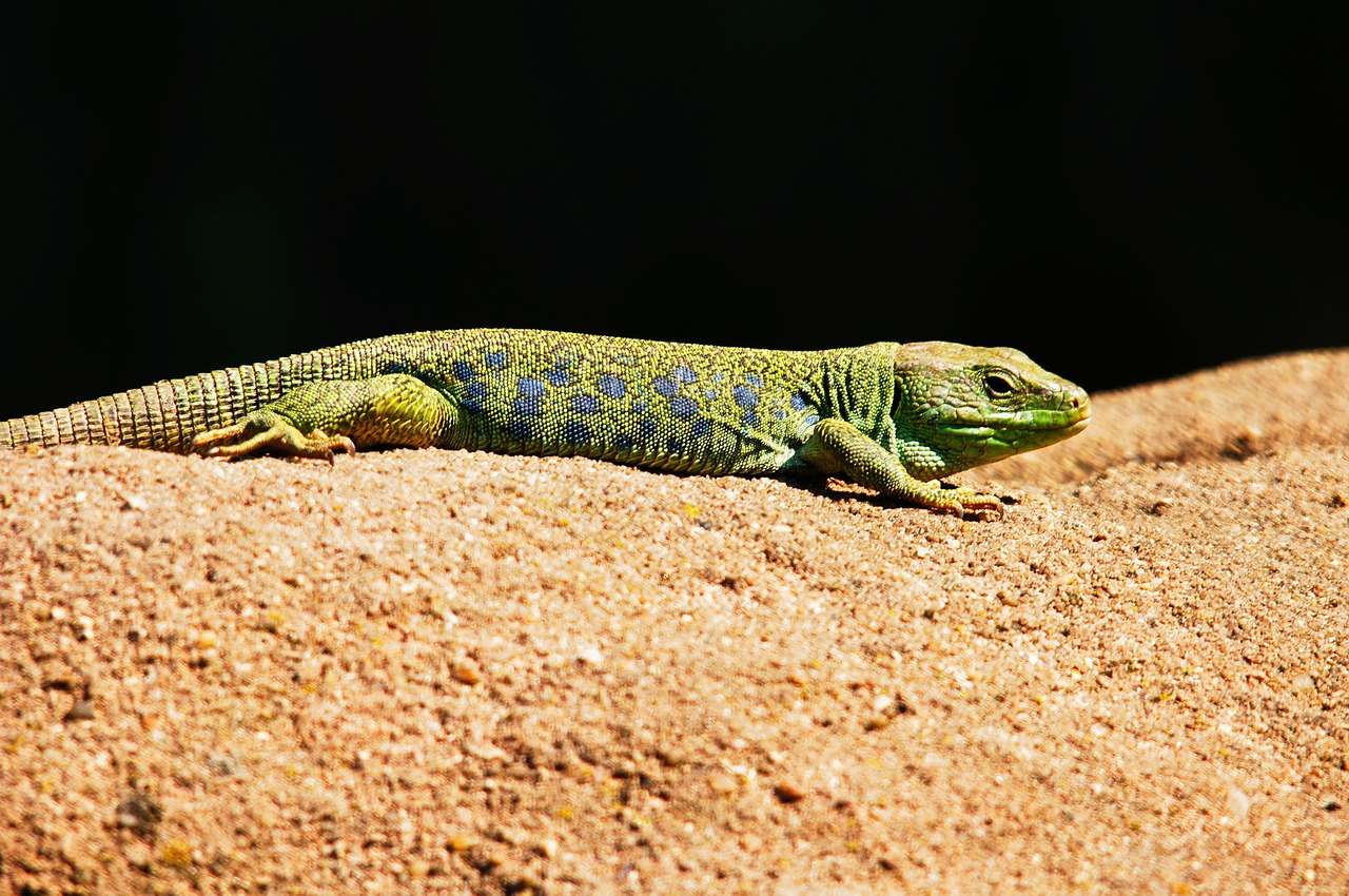 emerald lizard lizard animals free photo