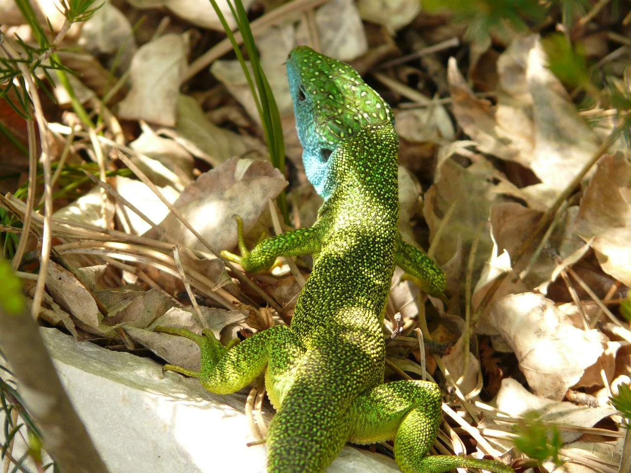 emerald lizard lizard reptile free photo