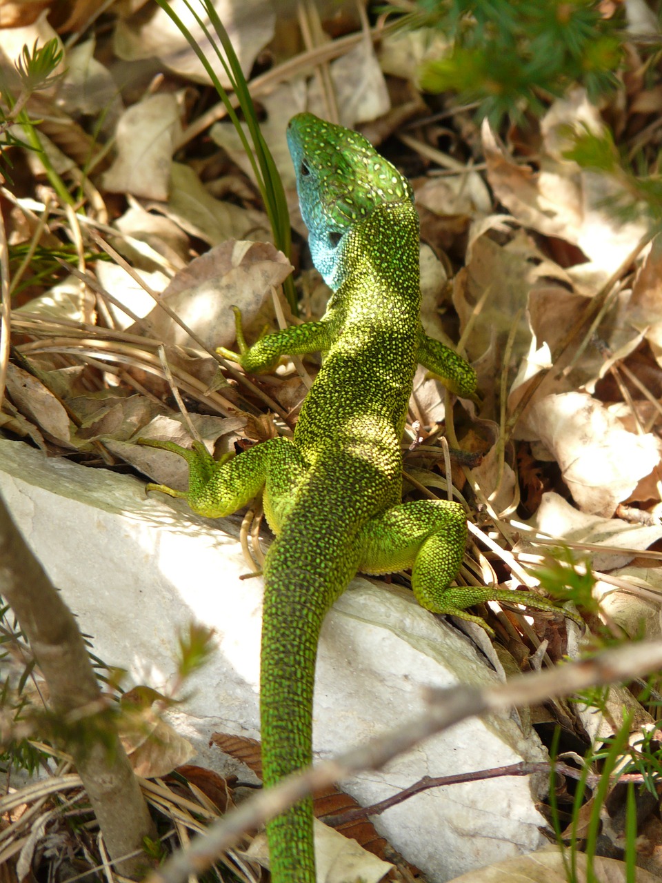 emerald lizard lizard reptile free photo