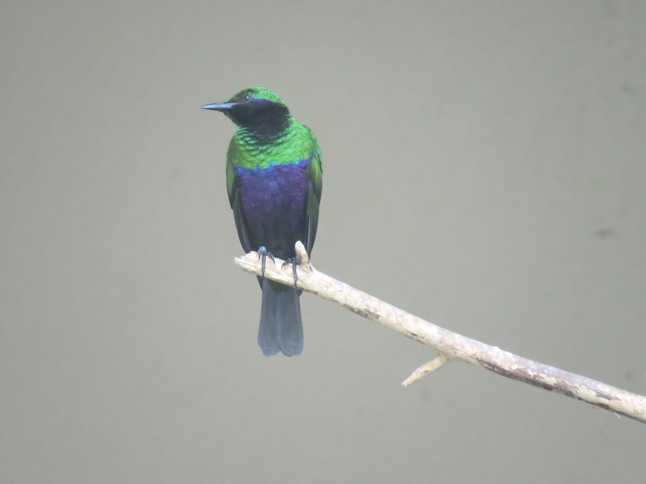 emerald starling birds africa free photo