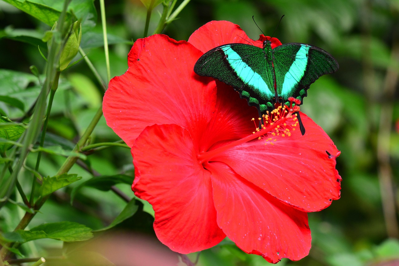 emerald swallowtail butterfly insect free photo