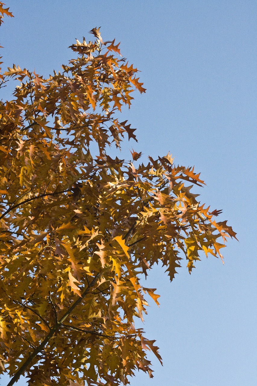 emerge leaves oak free photo