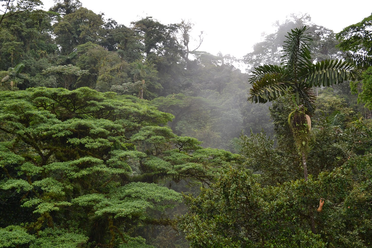 emergent layer  costa rica  growth free photo