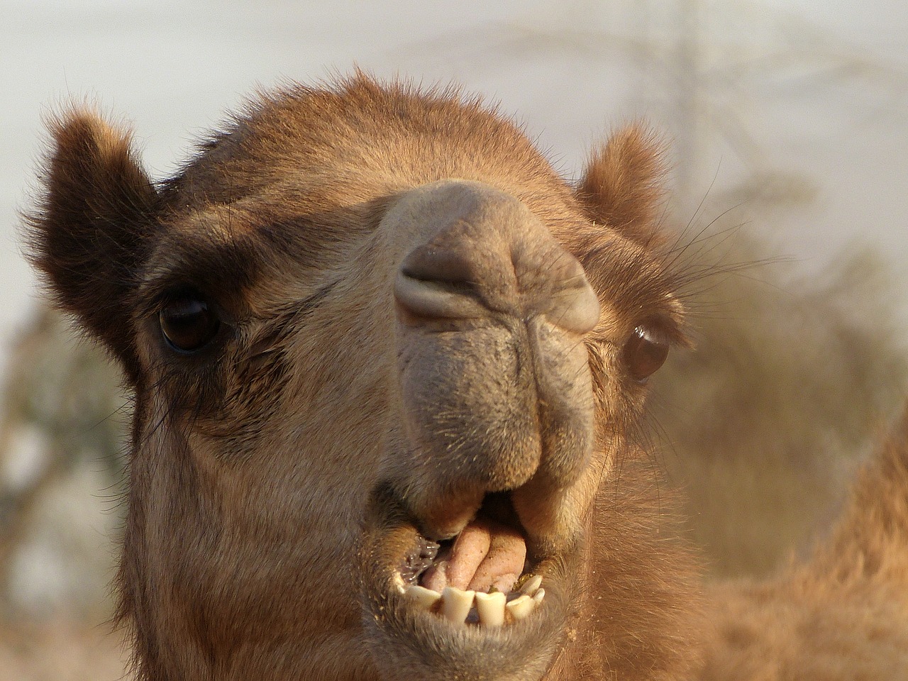 emirates camel desert free photo