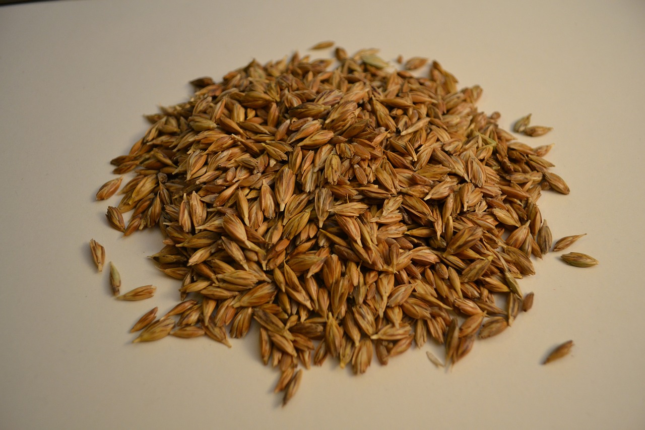 emmer wheat grains free photo