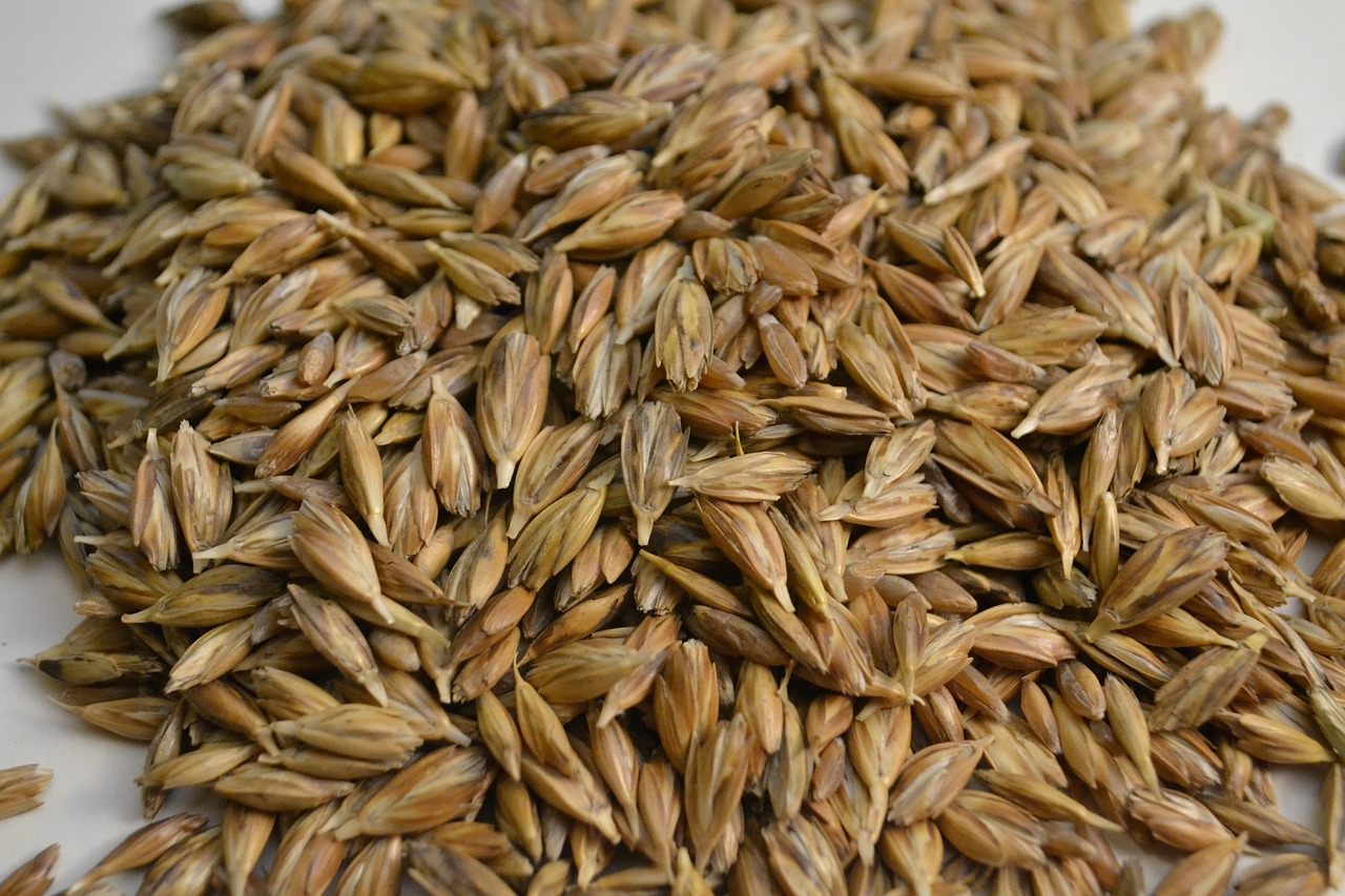 emmer wheat grains free photo