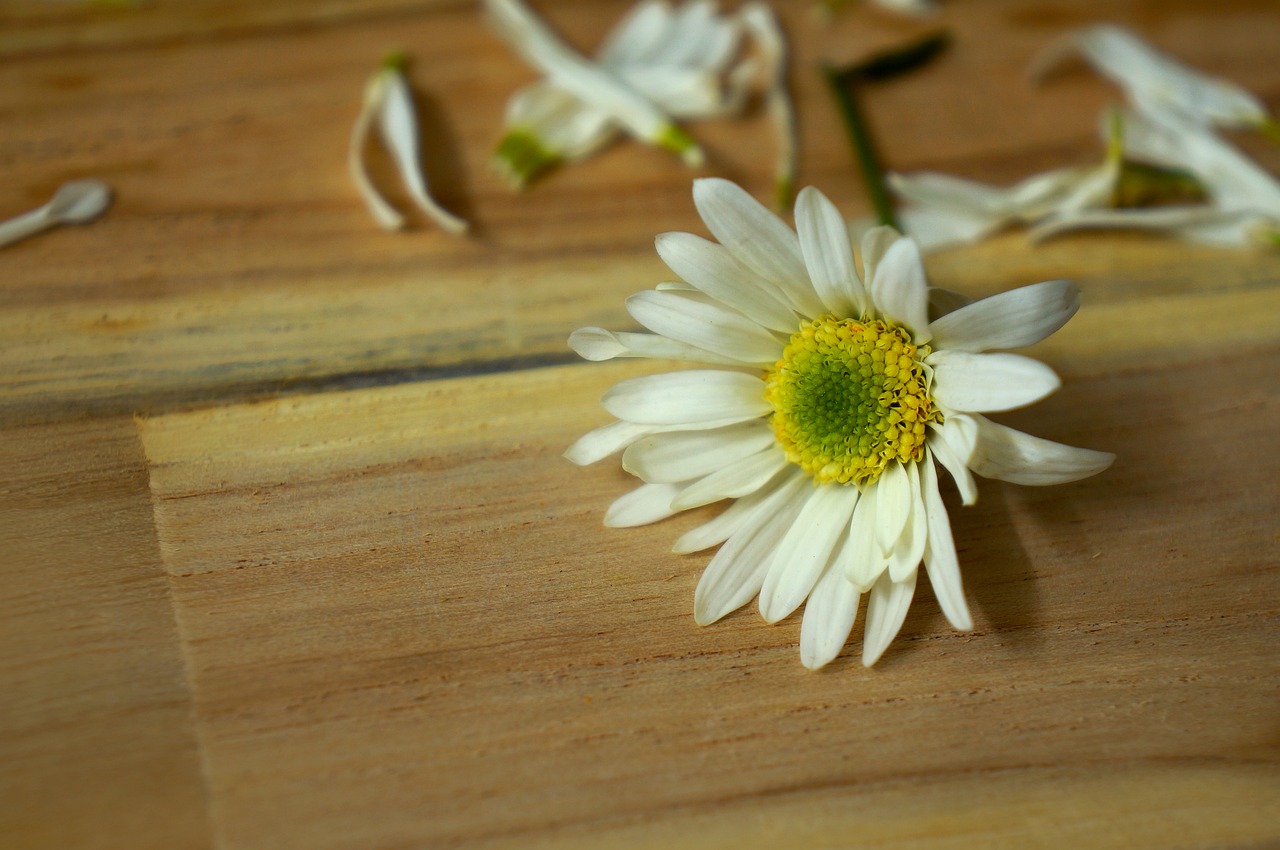 emotion daisy robins hanoi free photo