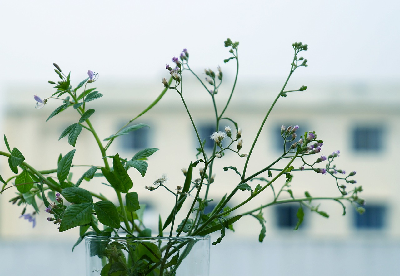 emotion wildflowers li ti free photo