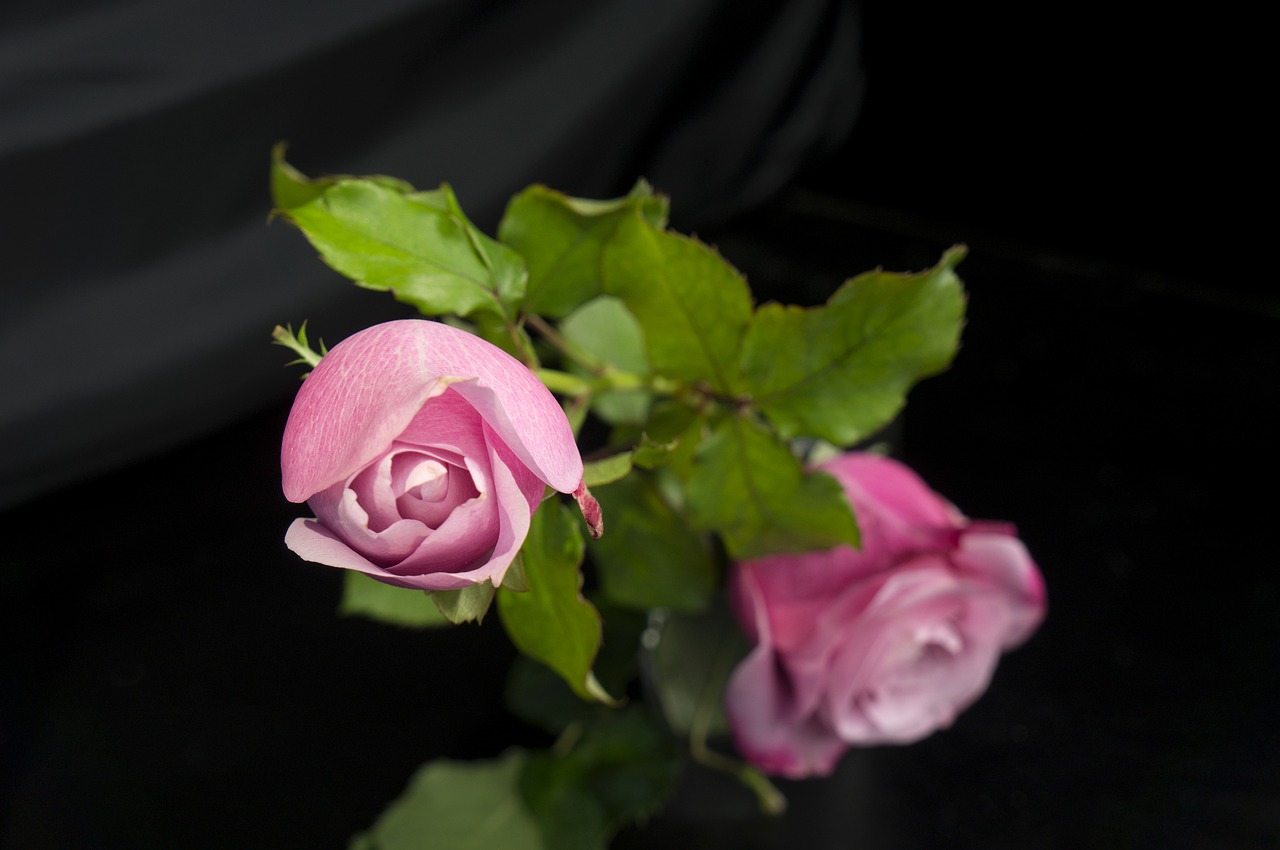 emotion natural roses free photo