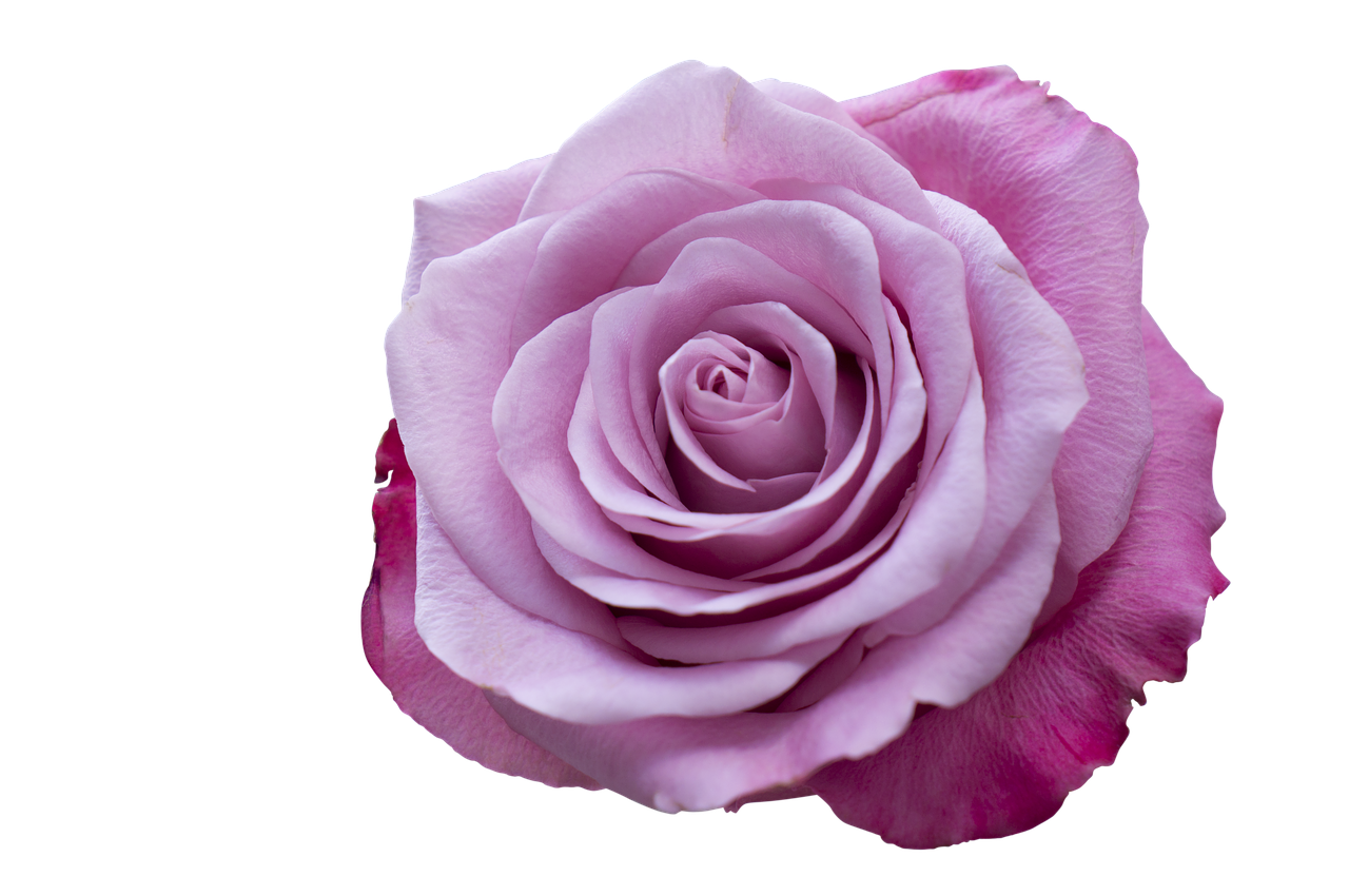 emotion roses pink purple free photo