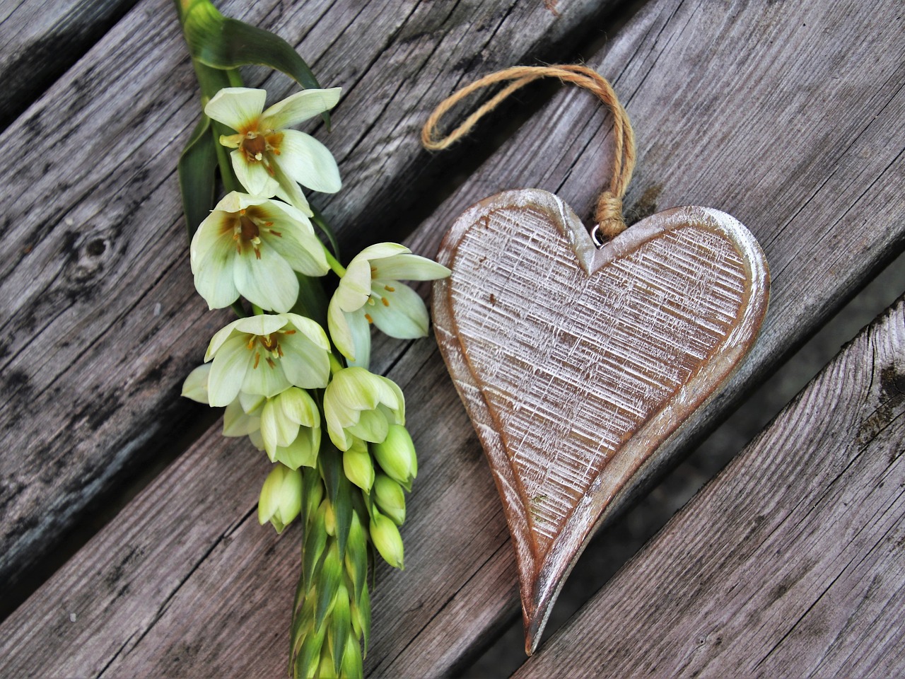 emotions  white  flower free photo