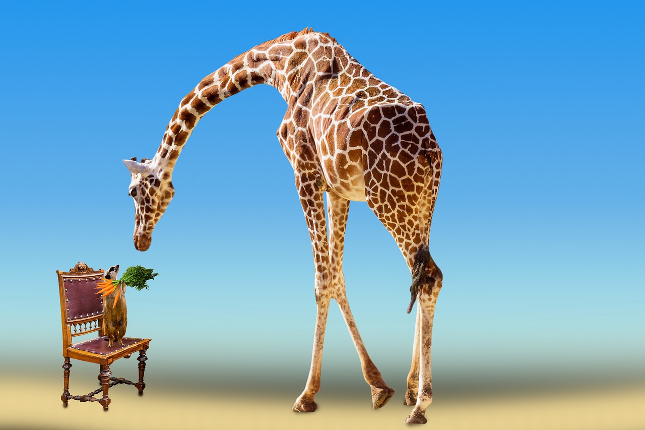 emotions  animals  giraffe free photo