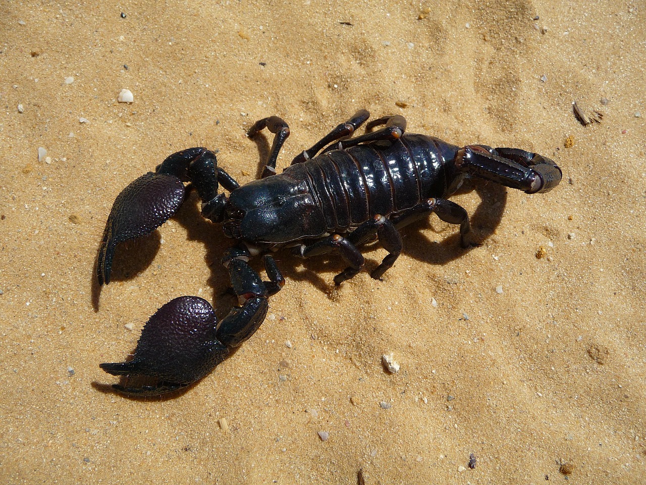 emperor scorpion desert free photo