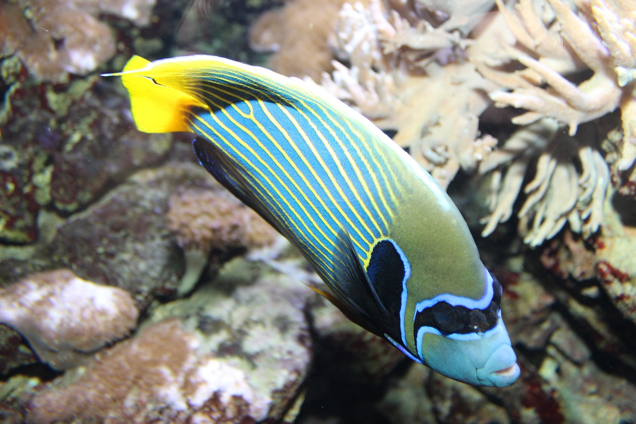 emperor angelfish pomacanthus imperator fish free photo