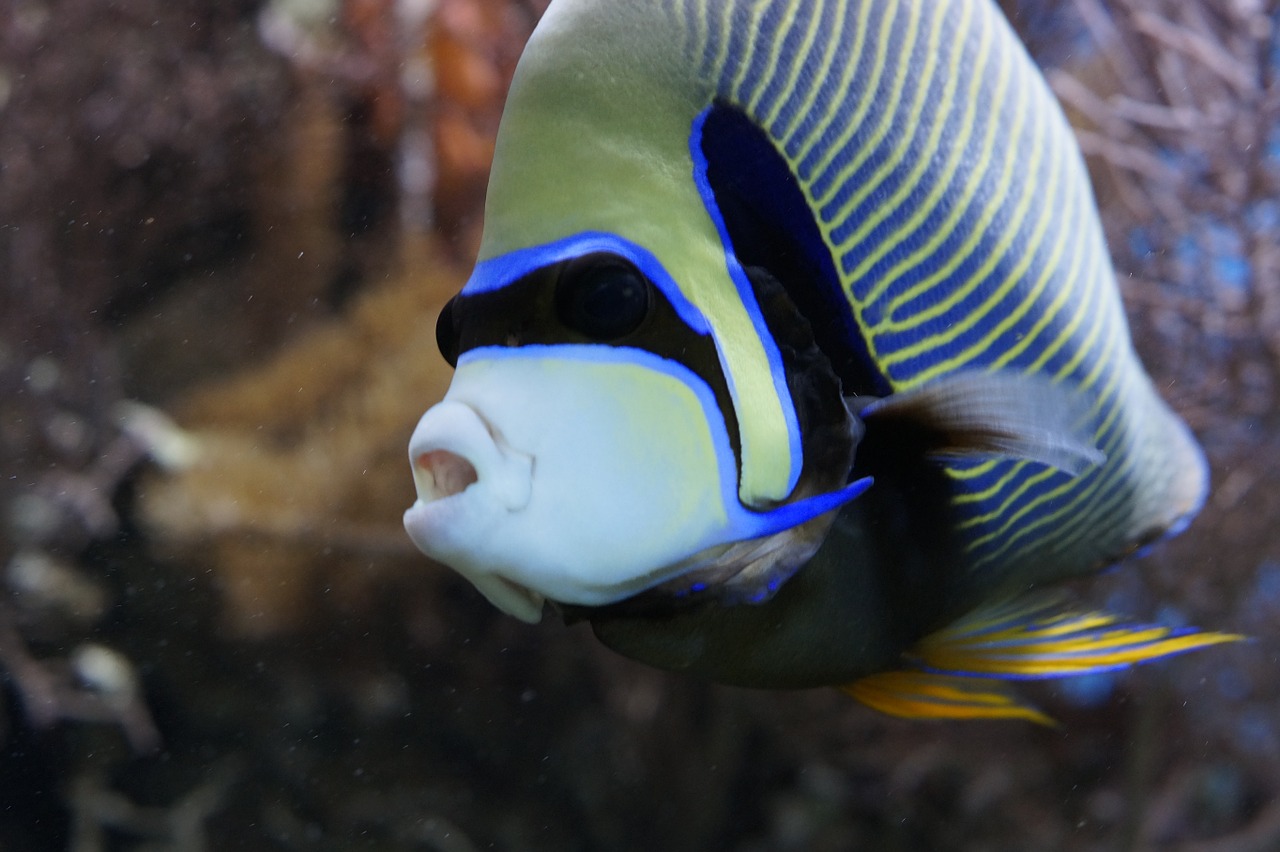 emperor angelfish angelfish fish free photo