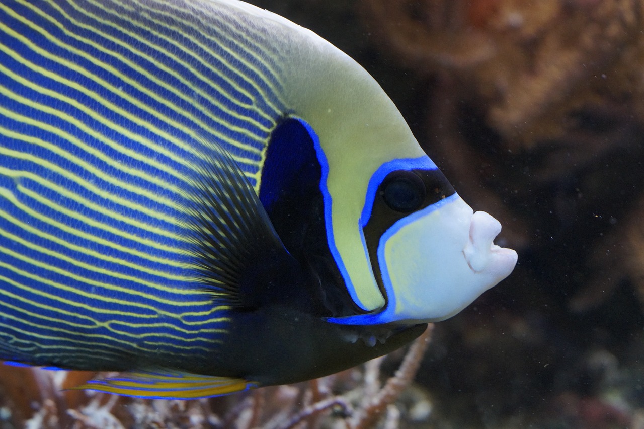 emperor angelfish angelfish fish free photo
