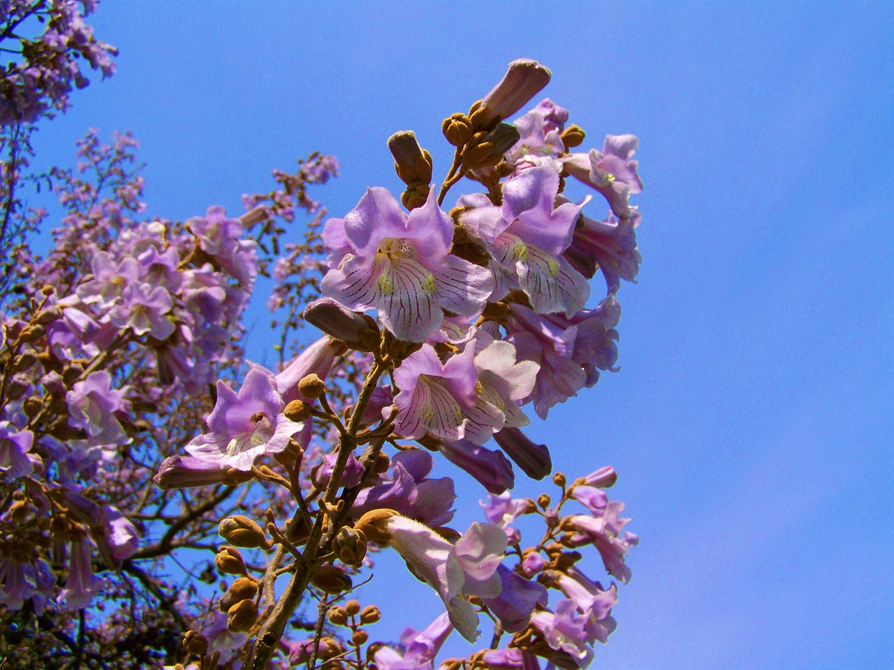 emperor flowering tree purple flowers paulownia tomentosa spring free photo