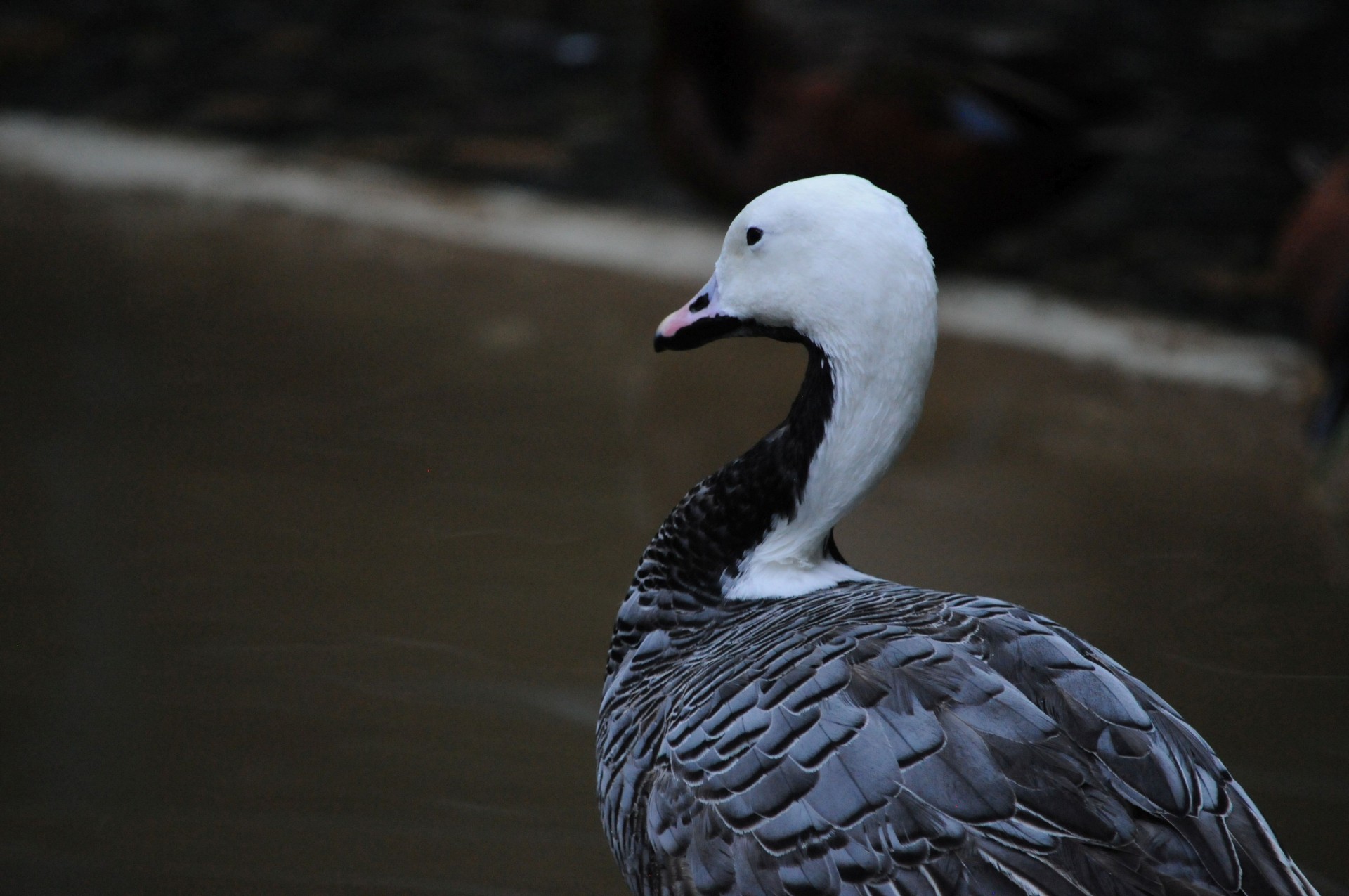 bird goose emperor goose free photo