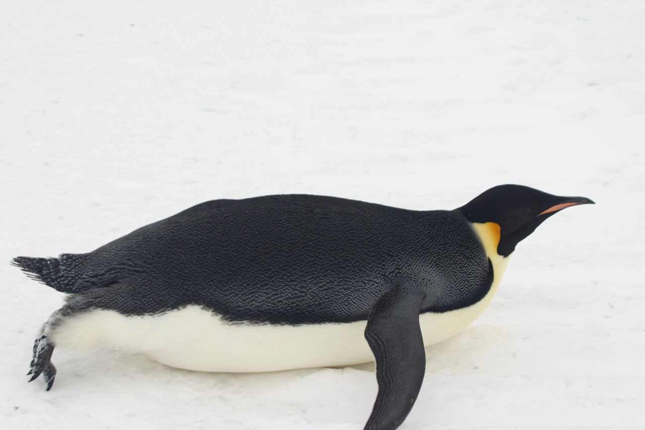 emperor penguin ice snow free photo