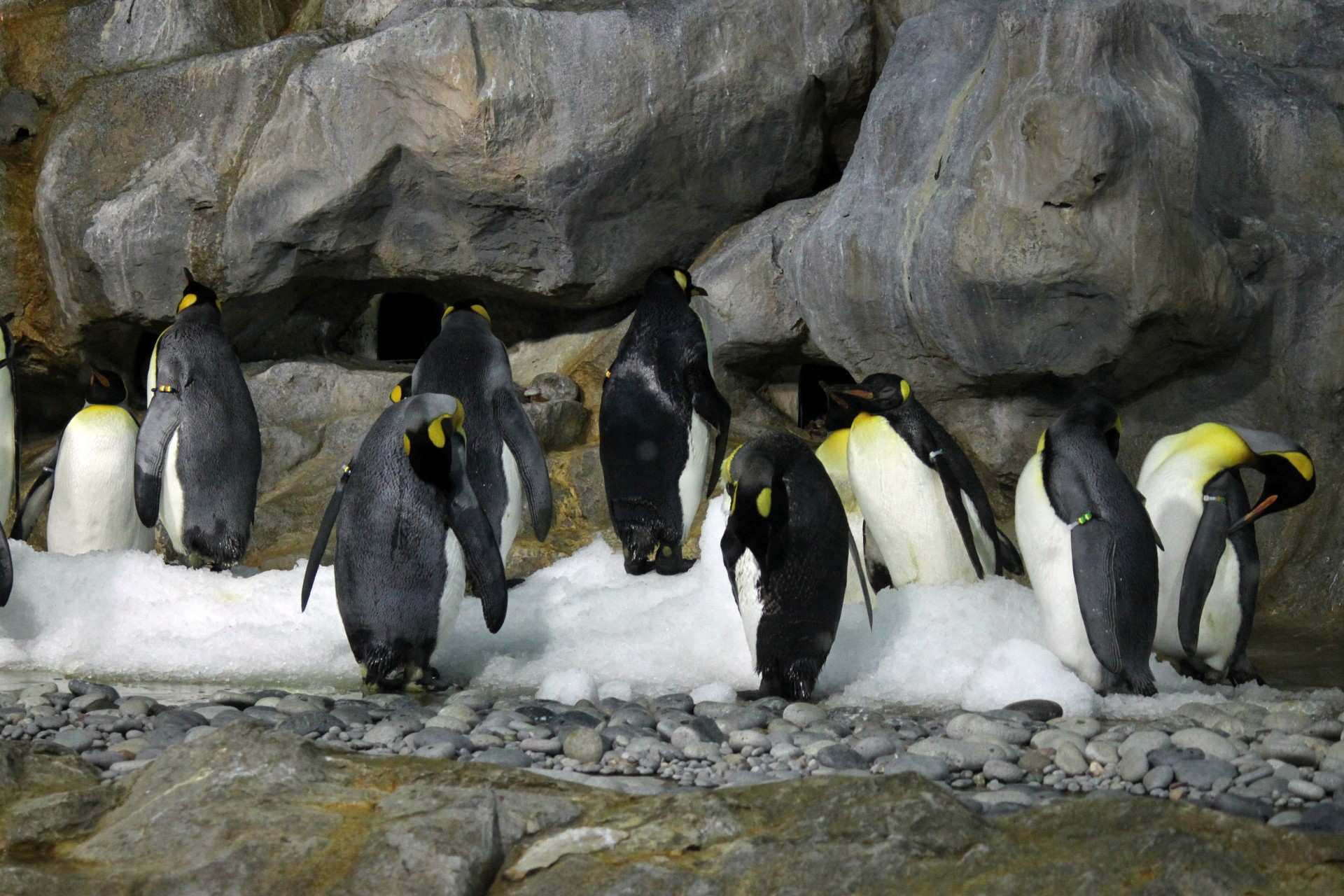 emperor penguin aircon room singapore bird park free photo