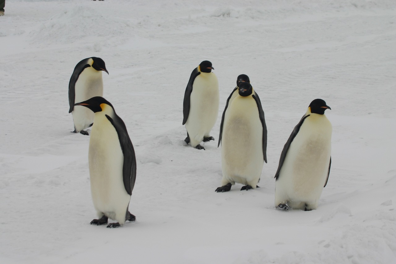 emperor penguins antarctica penguins free photo