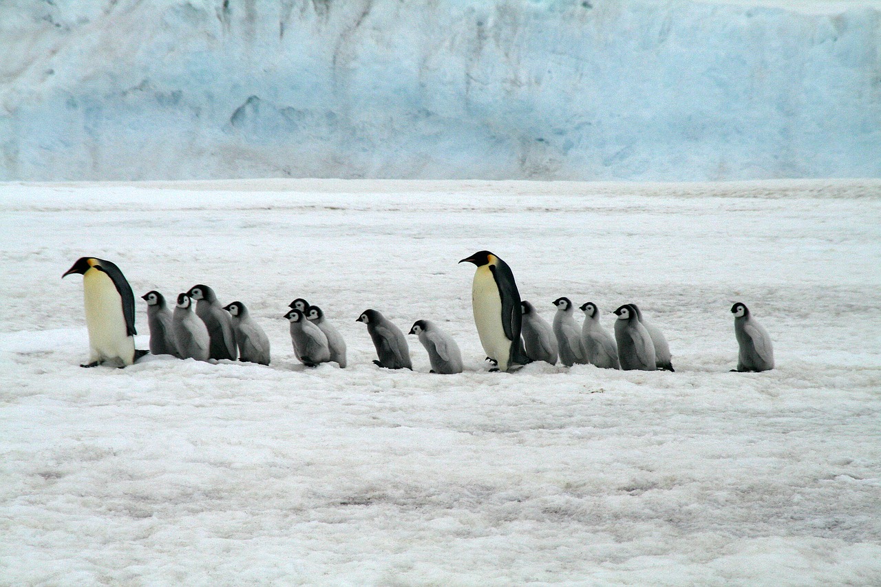 emperor penguins antarctica wildlife free photo