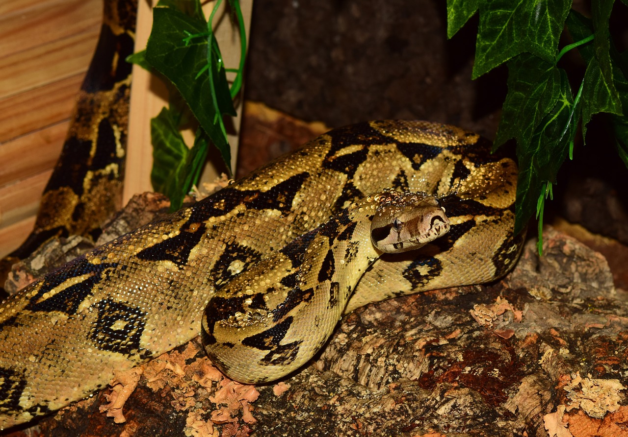 emperor snake boa snake free photo