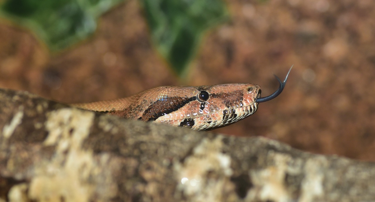 emperor snake boa snake free photo