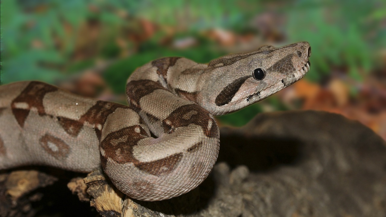 emperor snake boa snake free photo