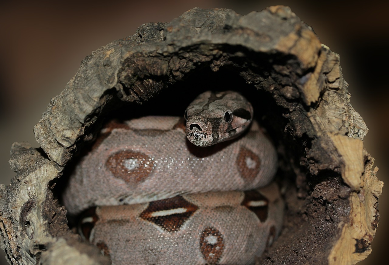 emperor snake boa snake free photo