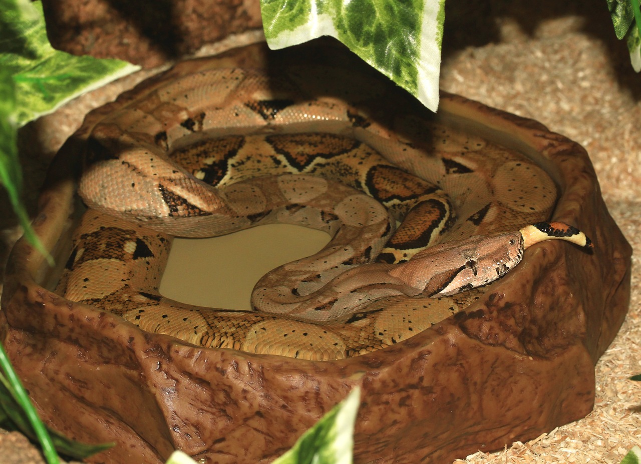 emperor snake boa red tailed boa free photo