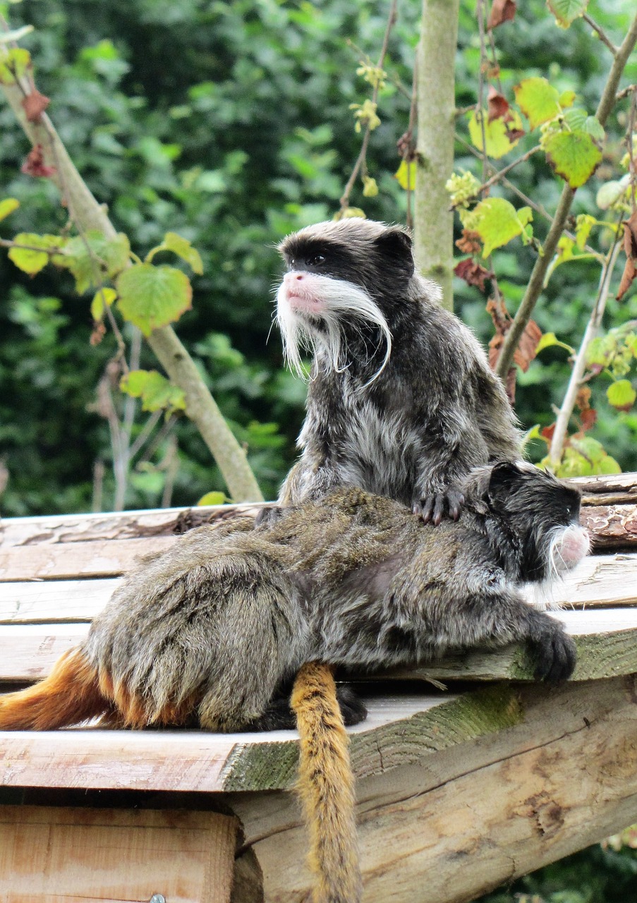 emperor tamarin monkey mustache free photo