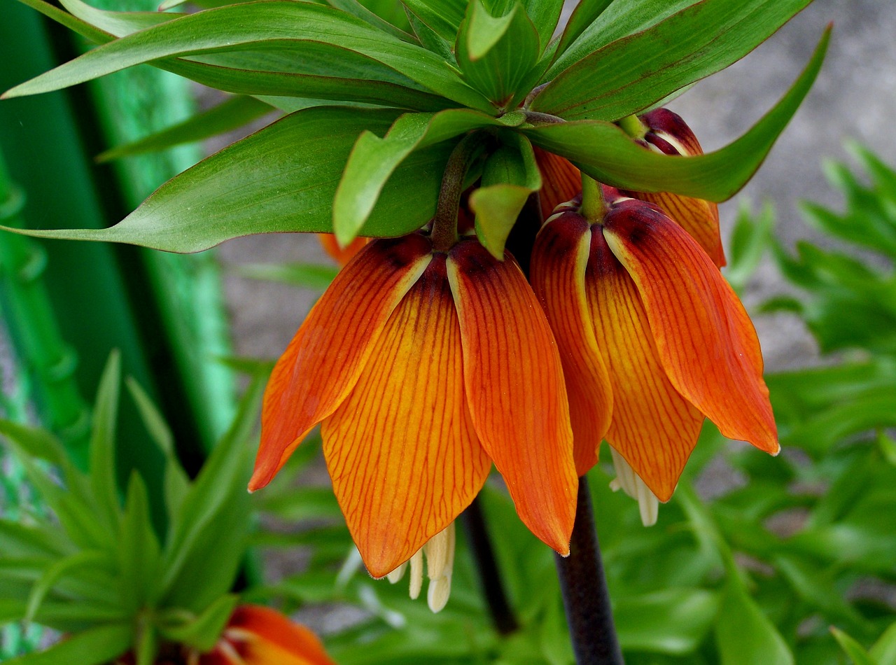emperor's crown  lily free pictures free photo