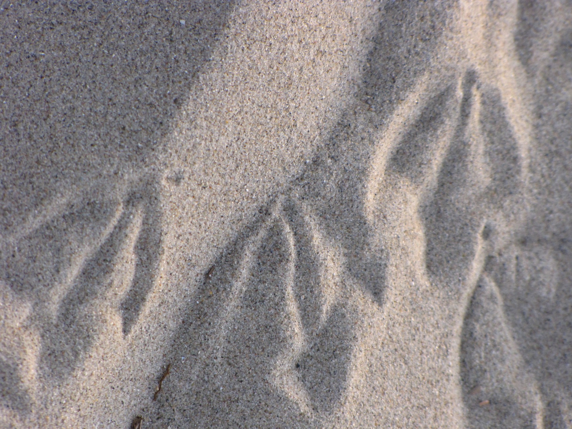 footprint seagull sand free photo